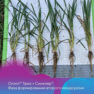Протравители для зерновых культур для озимого сева