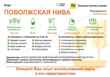 Поволжская нива сорт мягкой озимой пшеницы