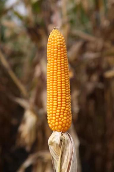 Маркамо - гибрид кукурузы зерновой (Zea mays L.).