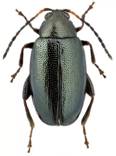 Phyllotreta nemorum L.  Блошка крестоцветная светлоногая