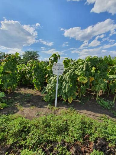 Караван ® - сорт подсолнечника (Helianthus annuus L.).