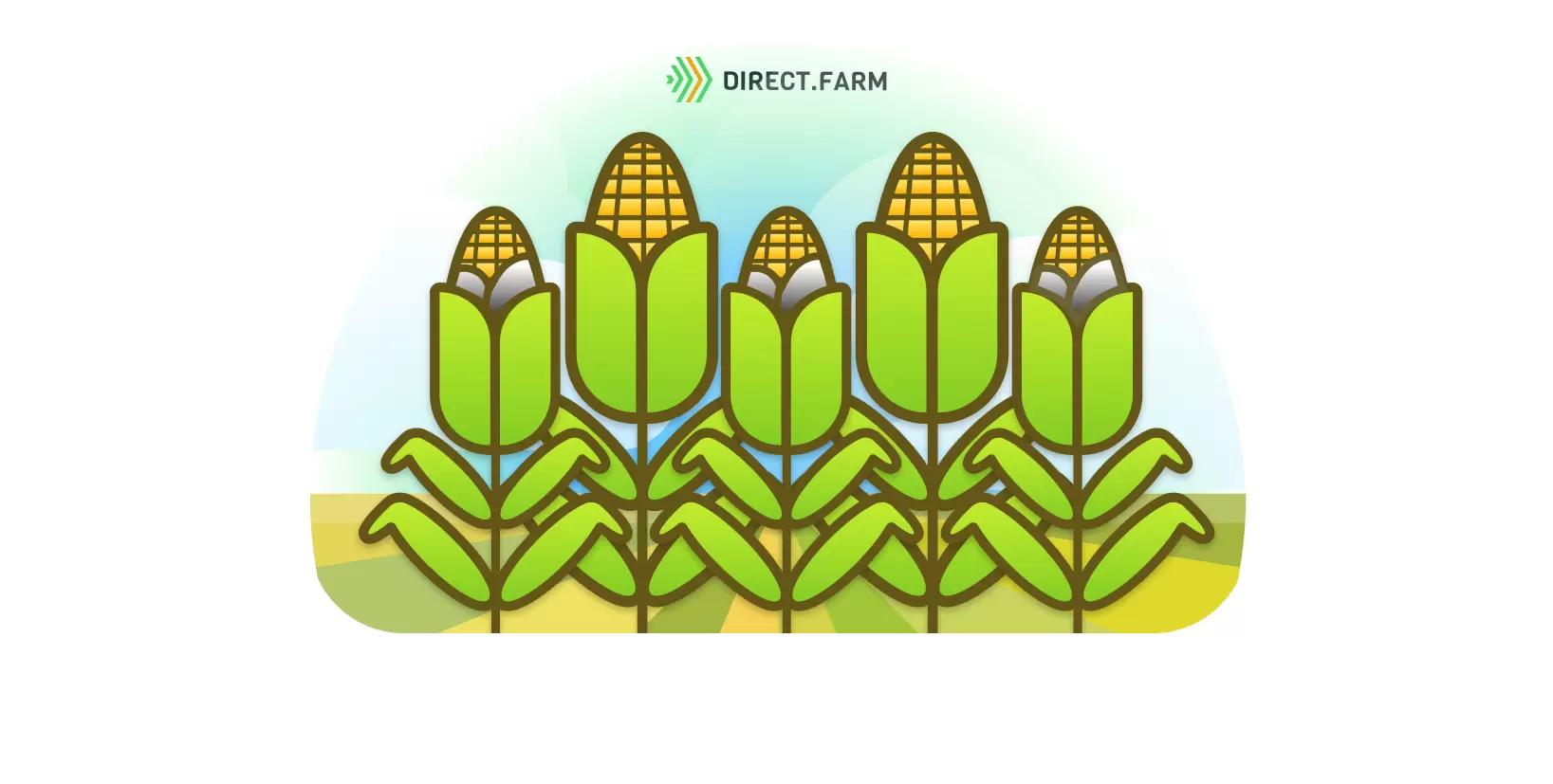 Нужна ли профилактика пузырчатой головни кукурузы?