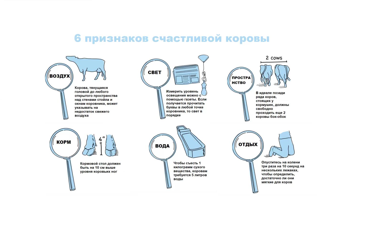 6 признаков счастливой коровы 