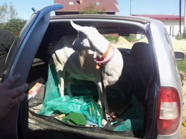 Изъятие скота: защита от эпидемий или удар по хозяйству?