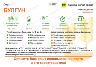 Булгун сорт мягкой озимой пшеницы