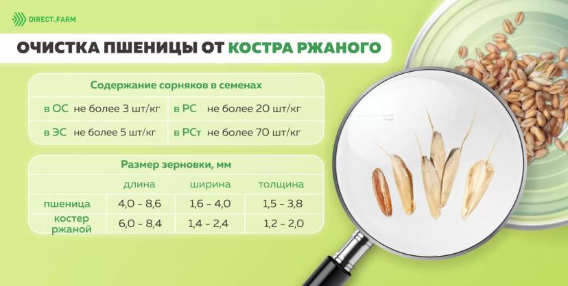 Очистка пшеницы. Как зерно пшеницы очищается от сорняков фото.