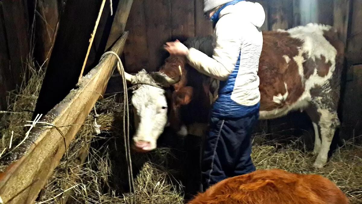 Вопросы из чатов: что делать, если у первотелки плохо сдаивается молоко?