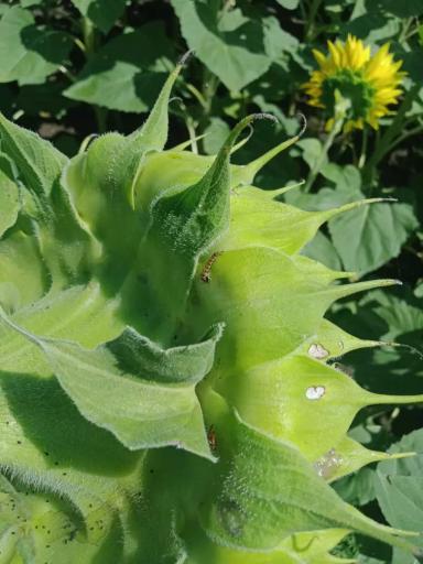 Вопросы из чатов: чем провести обработку?