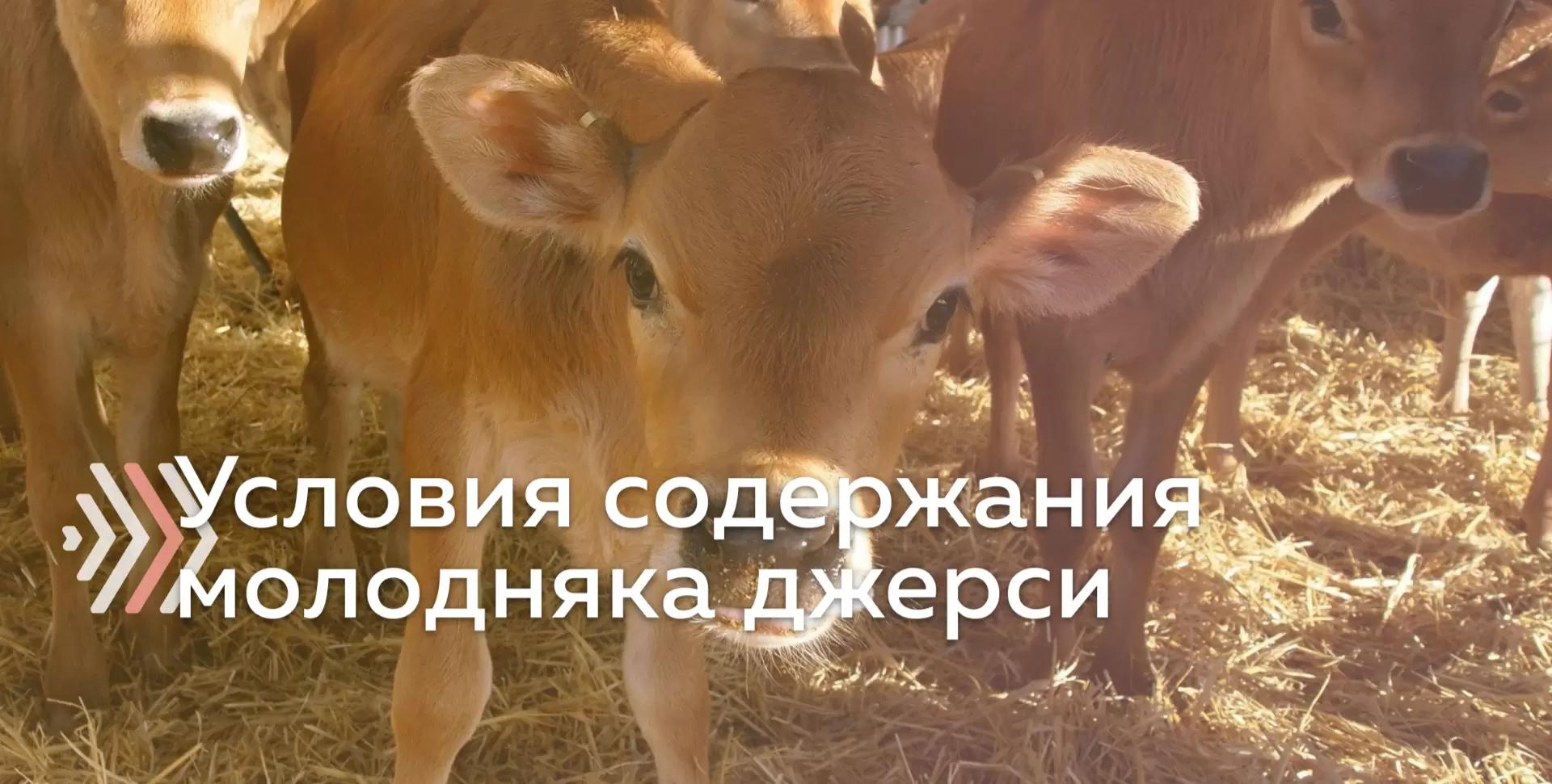 Рекомендуемые размеры площади для содержания молодняка породы джерси