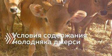 Рекомендуемые размеры площади для содержания молодняка породы джерси