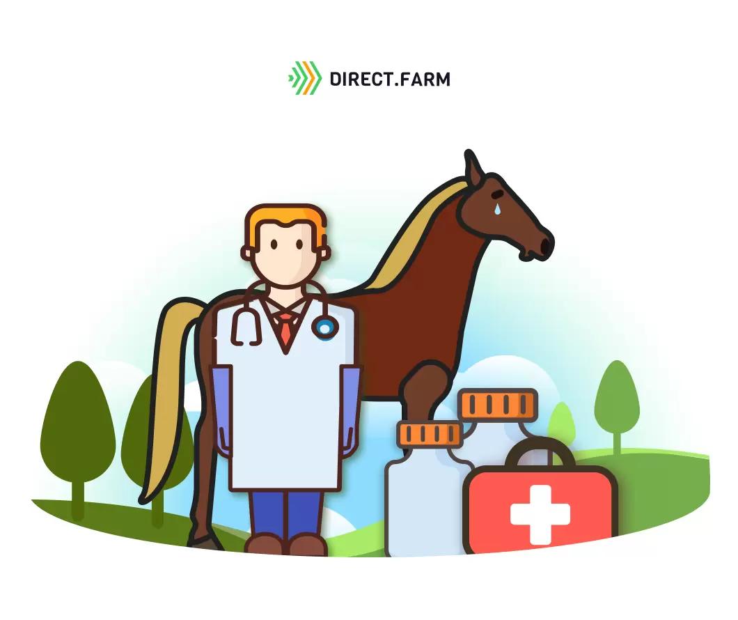 Колики у лошадей: первая помощь