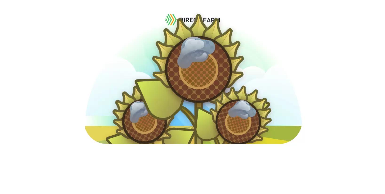 Гнили корзинки подсолнечника