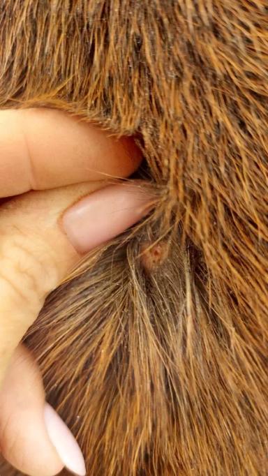 Вопросы из чатов: почему лошадь угнетена?