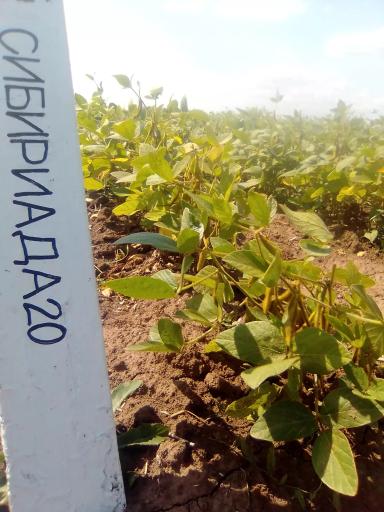 Соя в Кировской области