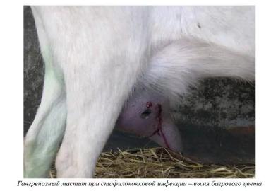 Харвуд – "Ветеринарное руководство по здоровью и благополучию коз". Гл. 16