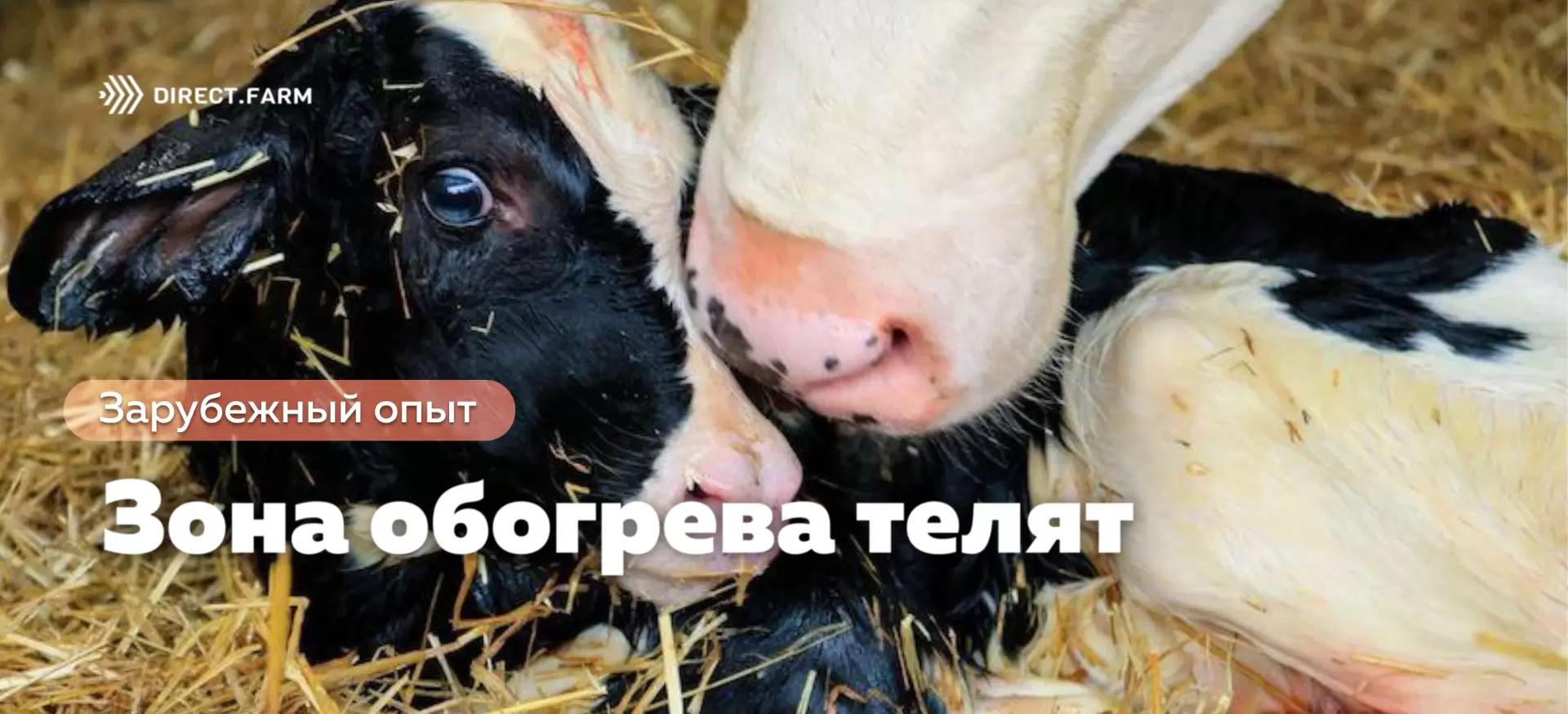 Готово ли помещение для обогрева телят к зиме?