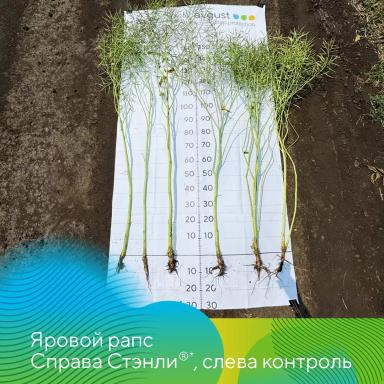 Морфорегуляторы Гравиэт® и Стэнли® для разных кульутр