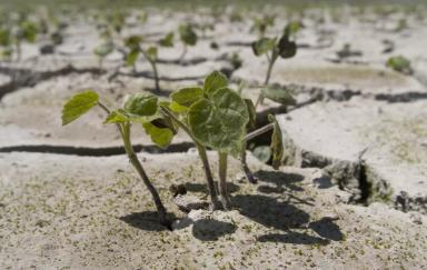 Канатник Теофраста