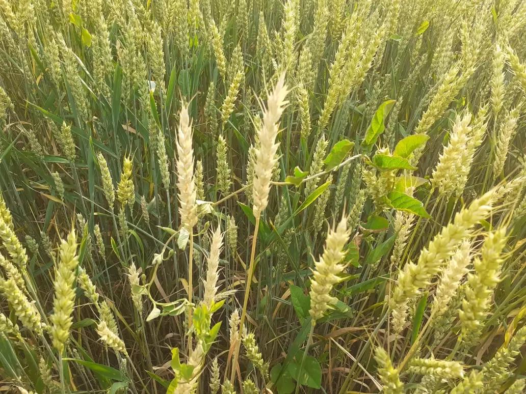 Вопросы из чатов: что с колосом?