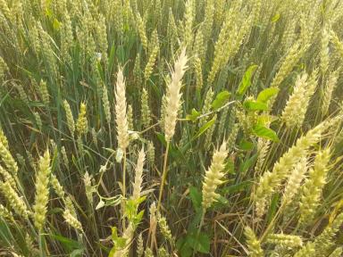 Вопросы из чатов: что с колосом?