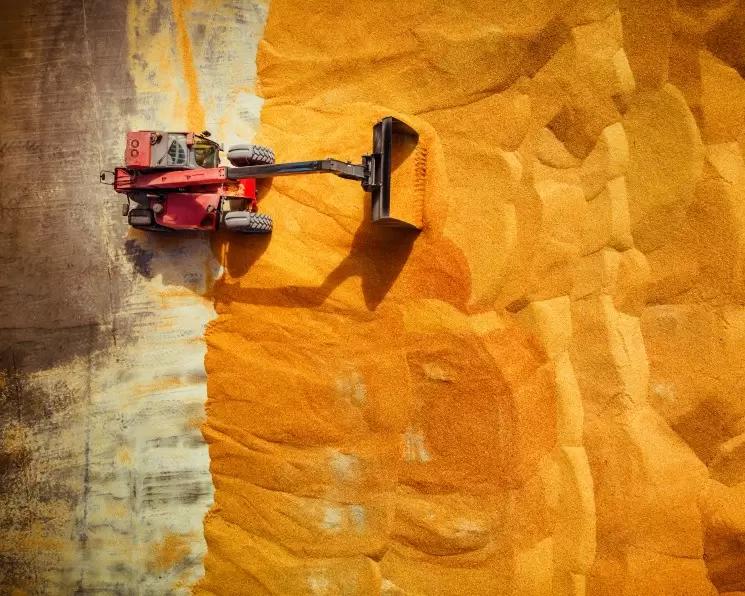 Минсельхоз может увеличить поддержку производителей зерна при падении его цены