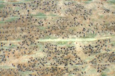 Мучнистая роса