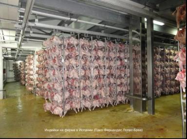 Минеральное питание для высокой продуктивности индеек