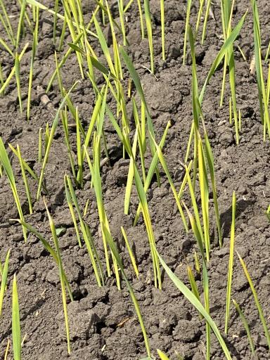 Всходы яровой пшеницы