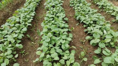 Влияние ряда стимуляторов на пшеницу кукурузу и рапс. Продолжение.