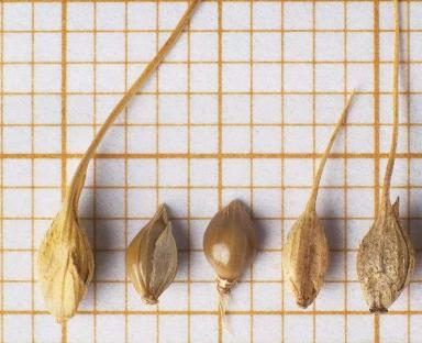 Просо куриное / Ежовник обыкновенный