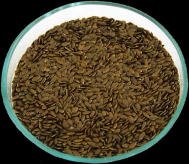 Флиз сорт льна масличного