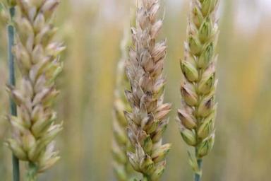 Септориоз колоса