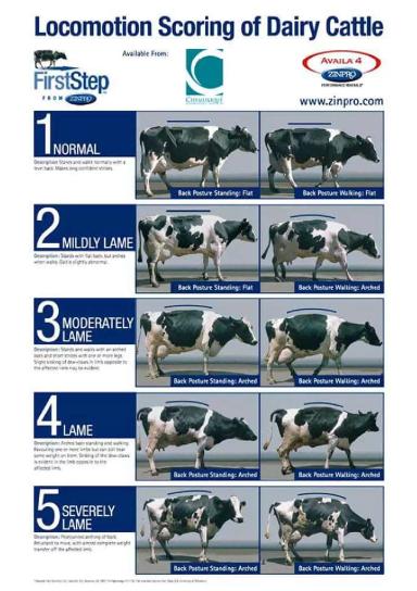 Использование оценки локомоций в качестве инструмента управления