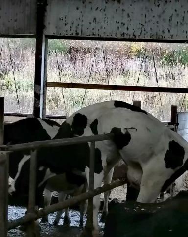 Как вызволить корову, или "Да как же тебя угараздило..?!"