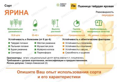 Ярина сорт твердой яровой пшеницы