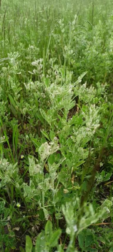 Люцерна повреждённая фитономусом