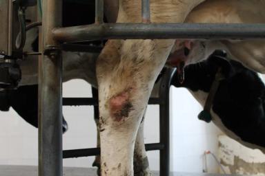 Предплюсневый асептический бурсит, целлюлит КРС