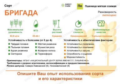 Бригада сорт мягкой озимой пшеницы