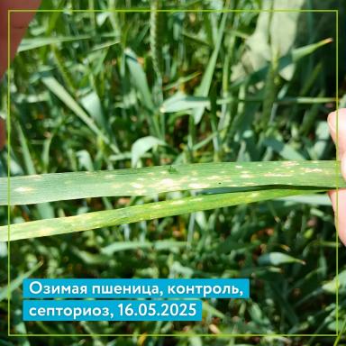 Ризет, КС на озимой пшенице: результаты полевого опыта