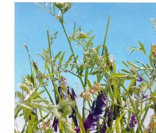 Мышиный горошек