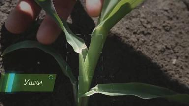 Защита кукурузы