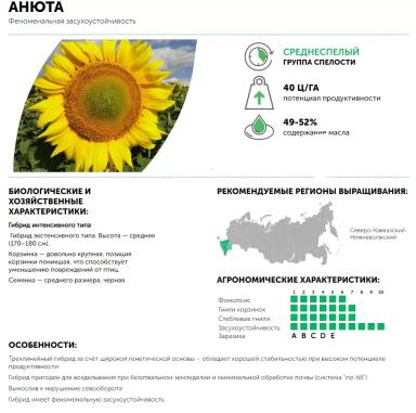 Анюта - гибрид подсолнечника ( Helianthus annuus L.) .