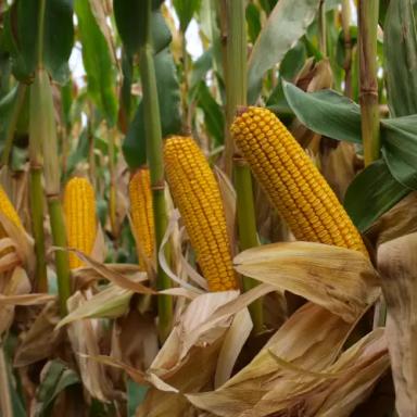 МАС 56.А - гибрид кукурузы ( Zea mays L.).