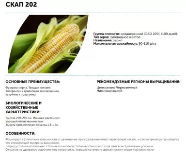 Скап 202 гибрид кукурузы