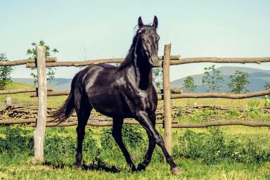 Кабардинская порода лошадей