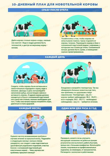 10-дневный план для новотельной коровы