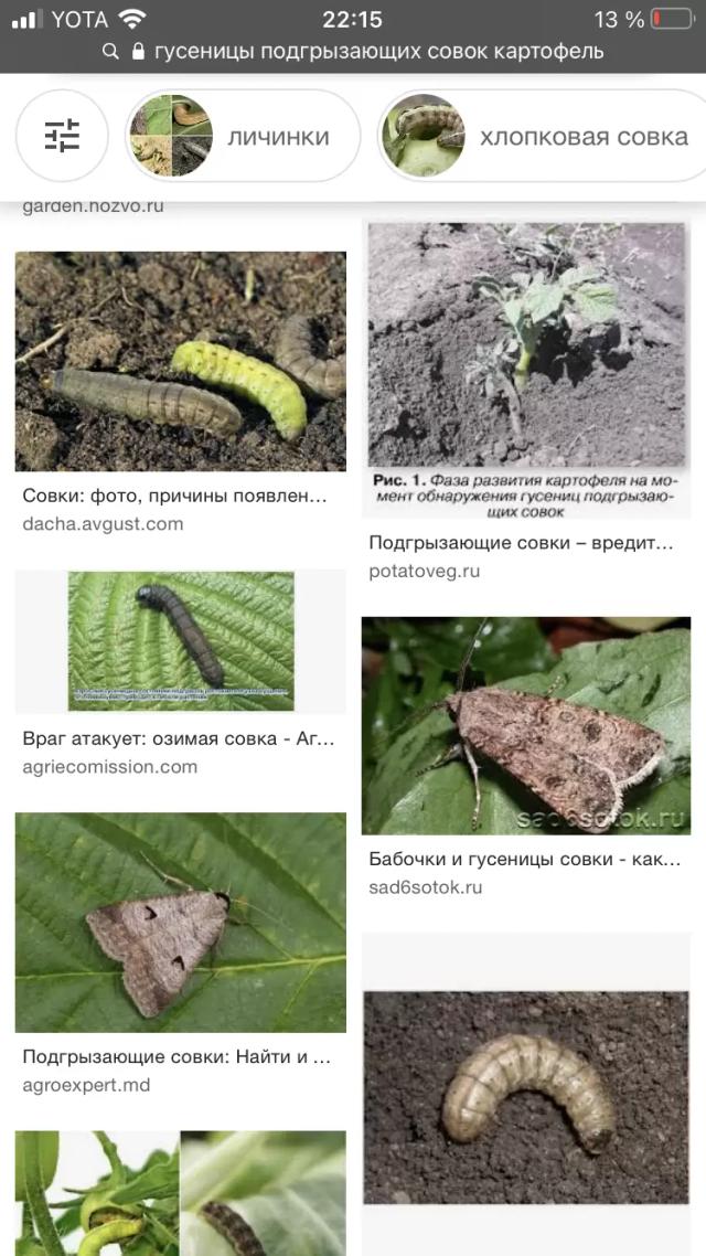  ГУСЕНИЦЫ 🐛
