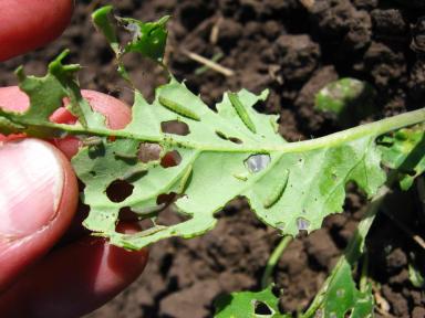 Применение инсектицидного протравителя Контадор Макси на рапсе