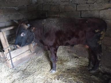 Помощь животновода.