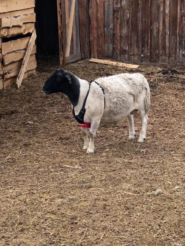 Почему в окоте одни барашки?